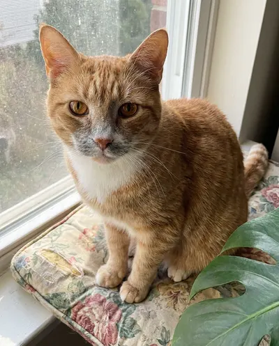 Example photo of an older ginger cat by a window
