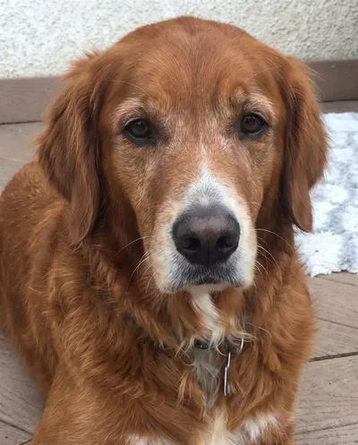 Example photo of an old golden retriever with a gray muzzle