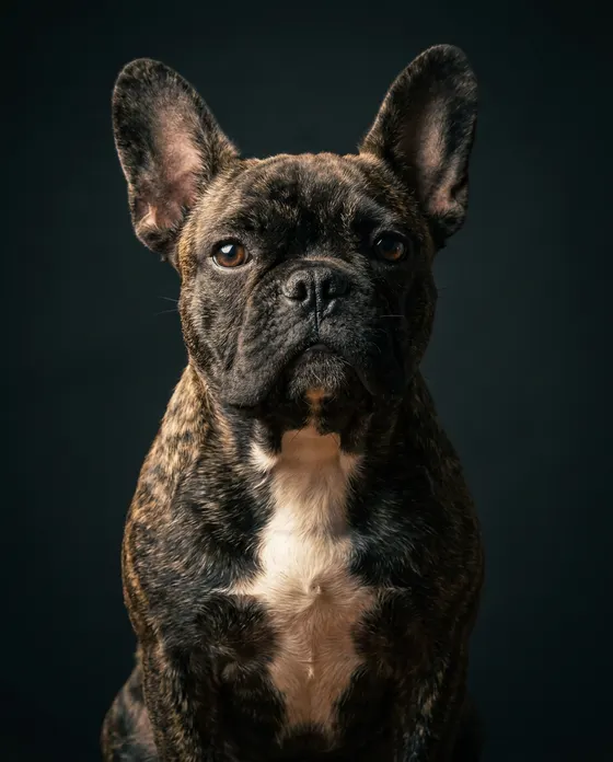 Example Best in Show portrait