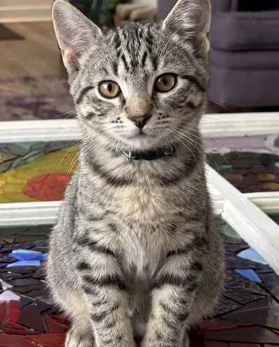 Example photo of a tabby kitten